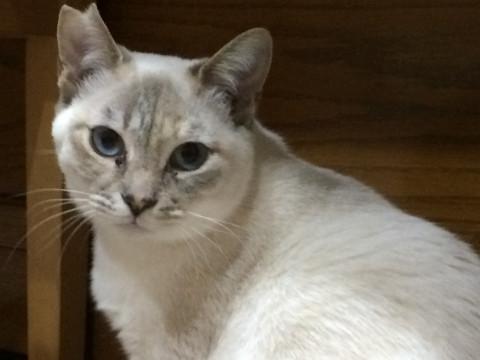 猫好きな穏やかな子