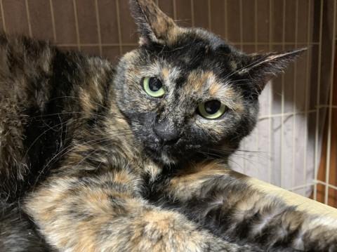 綺麗なサビ猫