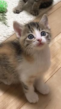 ふんわりかわいい三毛猫ちゃん(*´꒳`*