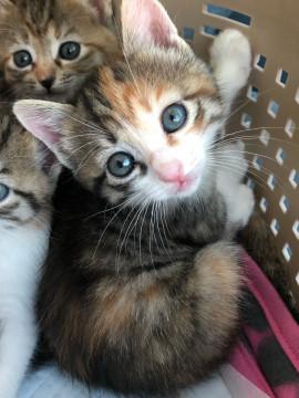ふんわりかわいい三毛猫ちゃん②(๑˃̵ᴗ