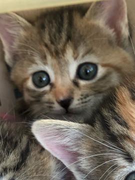 ふんわり可愛いキジ猫ちゃん(๑>◡<๑)
