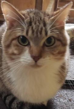 ＳＯＳ　多頭飼育崩壊