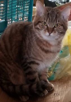 ＳＯＳ　多頭飼育崩壊