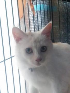 子猫里親募集(茶白トライアル中）