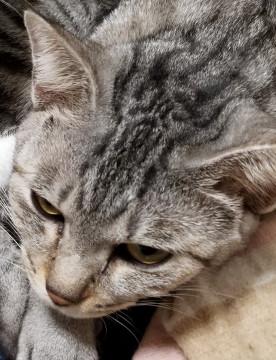 ＳＯＳ　多頭飼育崩壊