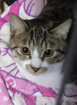 とてもチャーミングなサバ白ちゃん