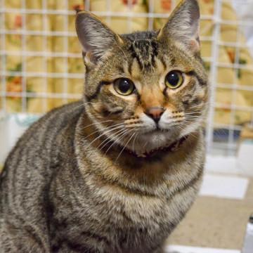 ツンデレ系トラ猫男子