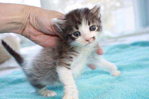 半長毛の赤ちゃん猫　離乳中