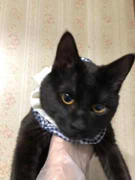 黒チビのブルーレンジャー、男の子