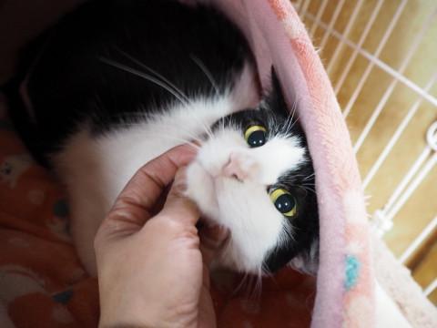 甘えん坊な女の子！避妊済です♪