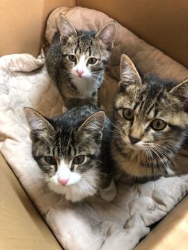 ★キジ子猫兄弟★