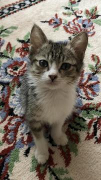 おだやかで優しい キジ白ぼうや╰(*´︶