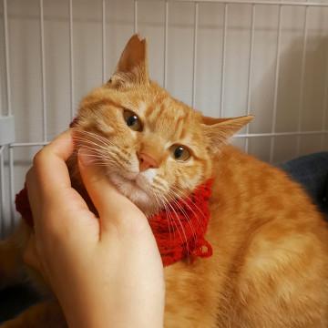 お行儀の良い茶トラ男の子♪