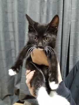 静かな仔猫ちゃん
