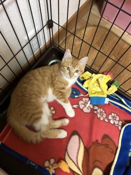 甘えん坊の 茶虎 美人(*^^*)