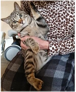 生後6ヶ月の男の子★兄弟猫③