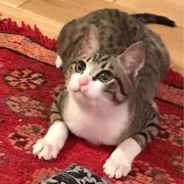 アイライン美猫