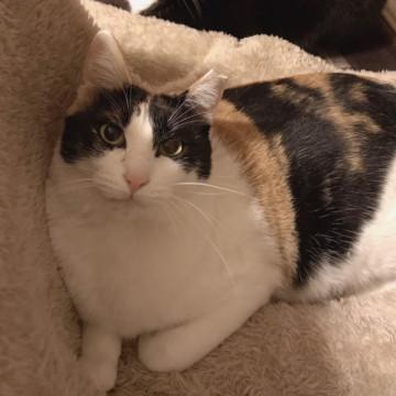 子猫を守った優しい母猫