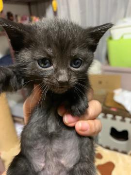 かわいい黒猫ちゃん