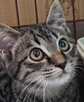 テトと申します(=^ェ^=)