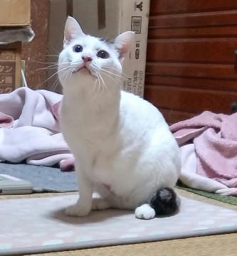 身寄りも前足もないイチくんです【ハンデ】