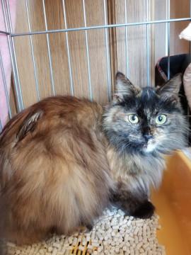 おっとり、長毛さび姫さま