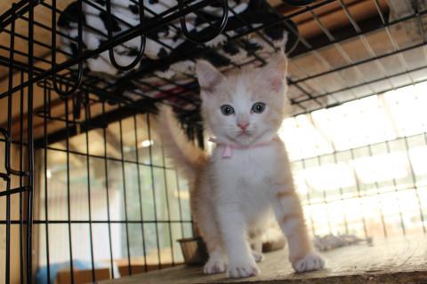保護猫３兄妹、美系！