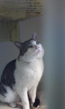 ☆看板猫のボクちゃん☆