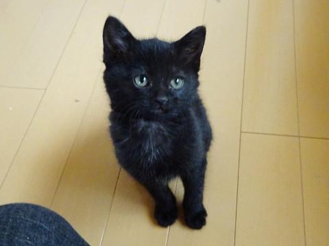 動画あり、1か月半の甘えん坊さん