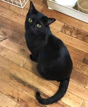 イケメン黒猫君です♪