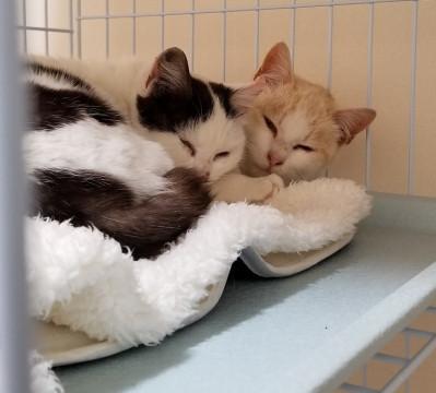 まだまだ子猫です