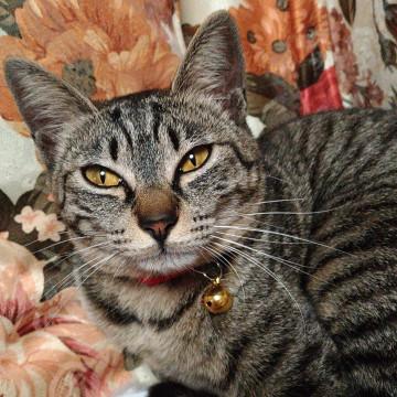 美猫のキジトラ姉妹