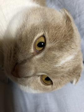たれ耳雄猫
