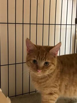 大人しいマンチカンのマッチです。