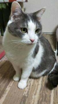 飼育放棄された子です