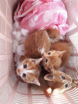 1月10日生まれのチャシロのオスです。