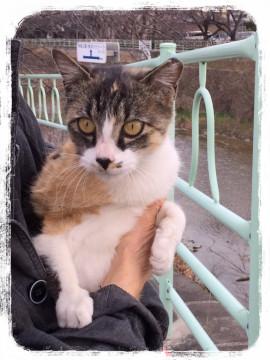 8ヶ月位の三毛　女の子