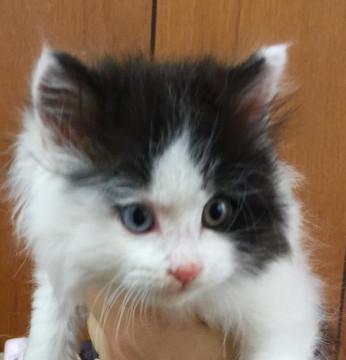 可愛い子猫です♪