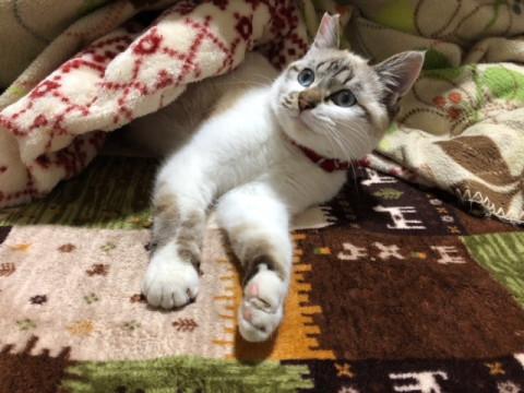 現場遺棄トラシャムの男の子