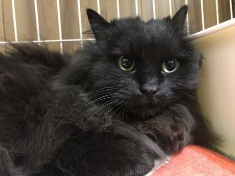 可愛い大きなおんにゃの子