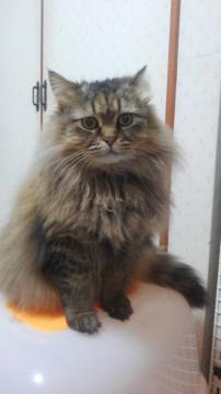 チンチラ風モフモフの可愛い女の子