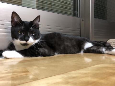 おちゃめな  黒白ぼうや(*´꒳`*)