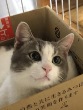 麗しいイケメン君穏やかな甘えん坊さん