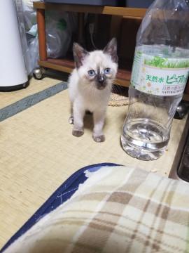 シャム猫っぽい女の子です☆