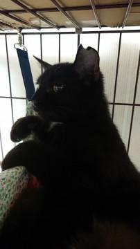 胸毛が白いのだー( *´艸｀)