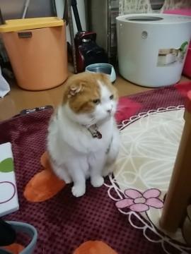 可愛いきなこ