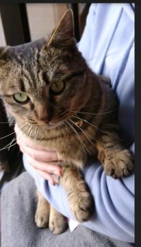 甘々すりゴロな成猫ちゃん