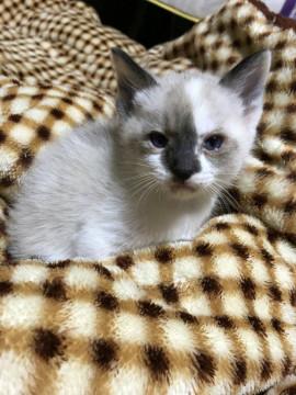 1/20生まれでブルーアイの可愛い子