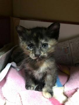 1/20生まれでサビ柄の可愛い子