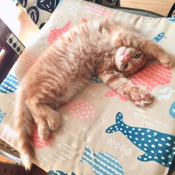 超美形・雄・5ヶ月位・やんちゃです